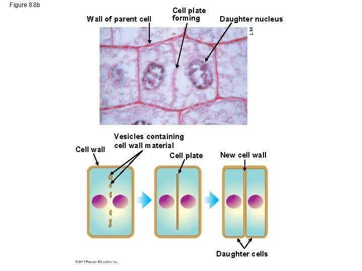 Figure 8. 8 b Daughter nucleus LM Wall of parent cell Cell plate forming