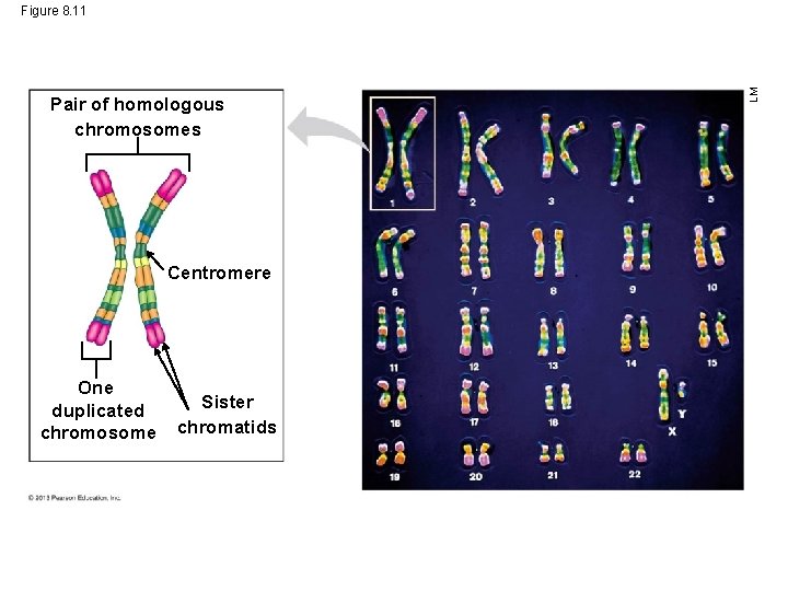 Pair of homologous chromosomes Centromere One duplicated chromosome Sister chromatids LM Figure 8. 11
