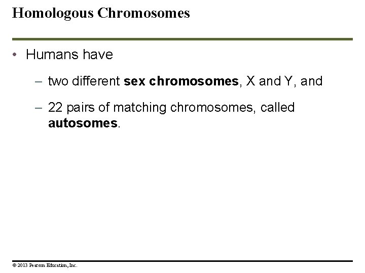 Homologous Chromosomes • Humans have – two different sex chromosomes, X and Y, and