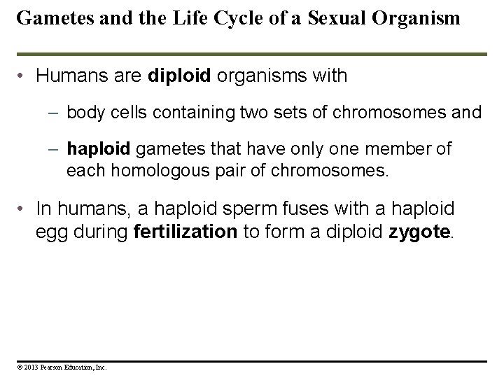 Gametes and the Life Cycle of a Sexual Organism • Humans are diploid organisms