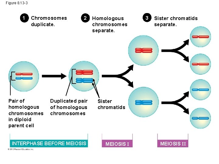 Figure 8. 13 -3 1 Chromosomes duplicate. Pair of homologous chromosomes in diploid parent