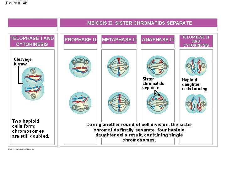 Figure 8. 14 b MEIOSIS II: SISTER CHROMATIDS SEPARATE TELOPHASE I AND CYTOKINESIS PROPHASE