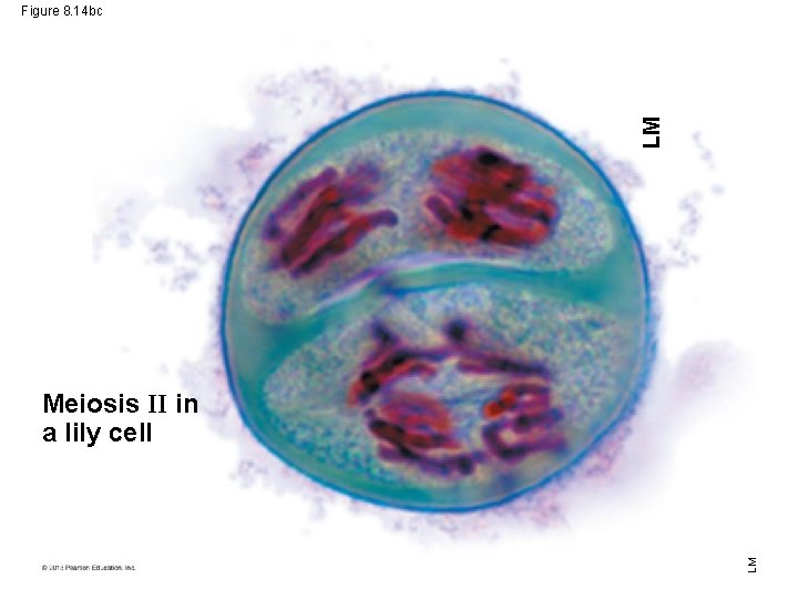 LM Figure 8. 14 bc LM Meiosis II in a lily cell 