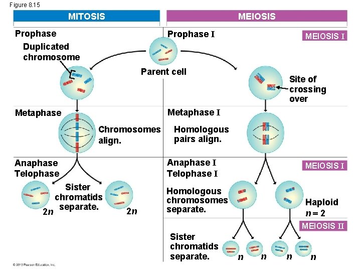 Figure 8. 15 MITOSIS MEIOSIS Prophase Duplicated chromosome Prophase I MEIOSIS I Parent cell