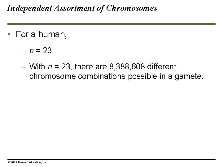Independent Assortment of Chromosomes • For a human, – n = 23. – With