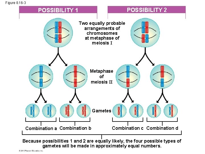 Figure 8. 16 -3 POSSIBILITY 2 POSSIBILITY 1 Two equally probable arrangements of chromosomes