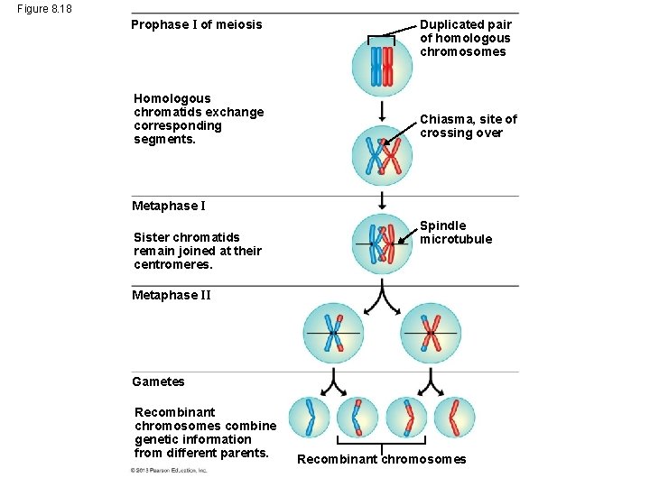 Figure 8. 18 Prophase I of meiosis Homologous chromatids exchange corresponding segments. Duplicated pair