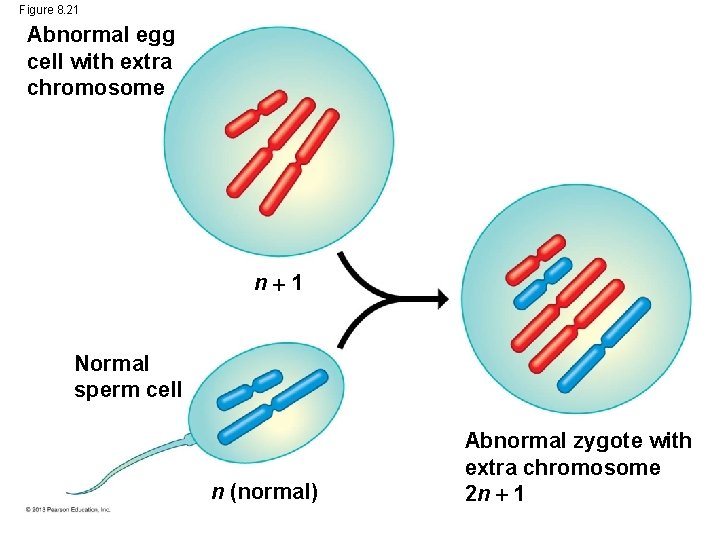 Figure 8. 21 Abnormal egg cell with extra chromosome n 1 Normal sperm cell