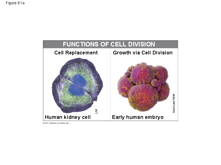 Figure 8. 1 a FUNCTIONS OF CELL DIVISION Colorized SEM Growth via Cell Division