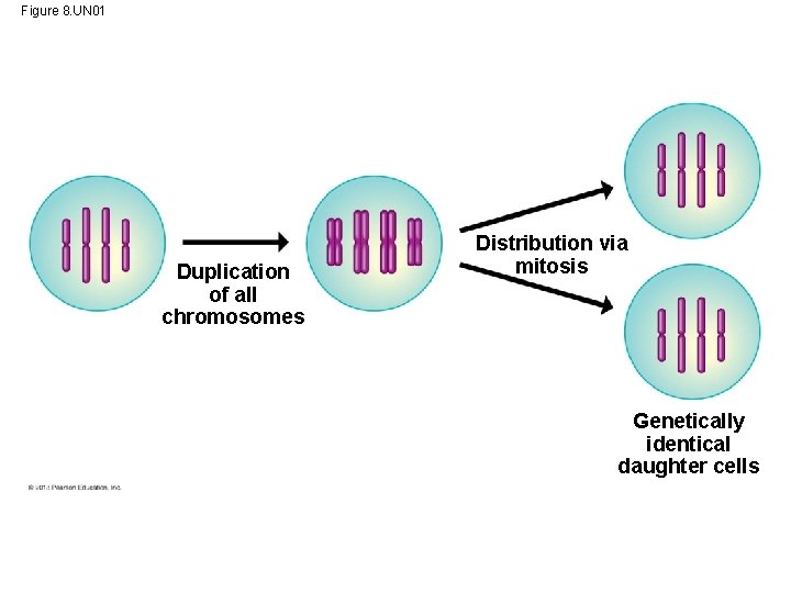 Figure 8. UN 01 Duplication of all chromosomes Distribution via mitosis Genetically identical daughter