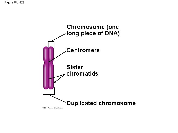 Figure 8. UN 02 Chromosome (one long piece of DNA) Centromere Sister chromatids Duplicated
