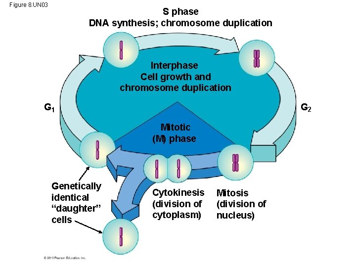 Figure 8. UN 03 S phase DNA synthesis; chromosome duplication Interphase Cell growth and