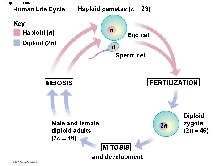 Figure 8. UN 04 Human Life Cycle Haploid gametes (n 23) Key Haploid (n)