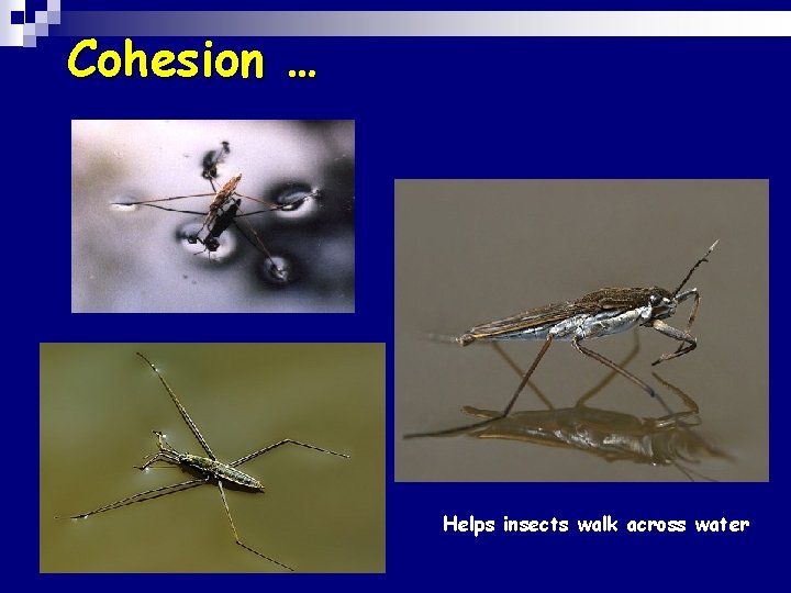 Cohesion … Helps insects walk across water 