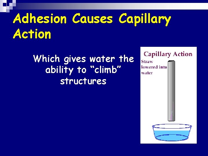 Adhesion Causes Capillary Action Which gives water the ability to “climb” structures 