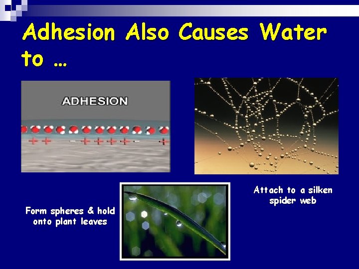 Adhesion Also Causes Water to … Form spheres & hold onto plant leaves Attach