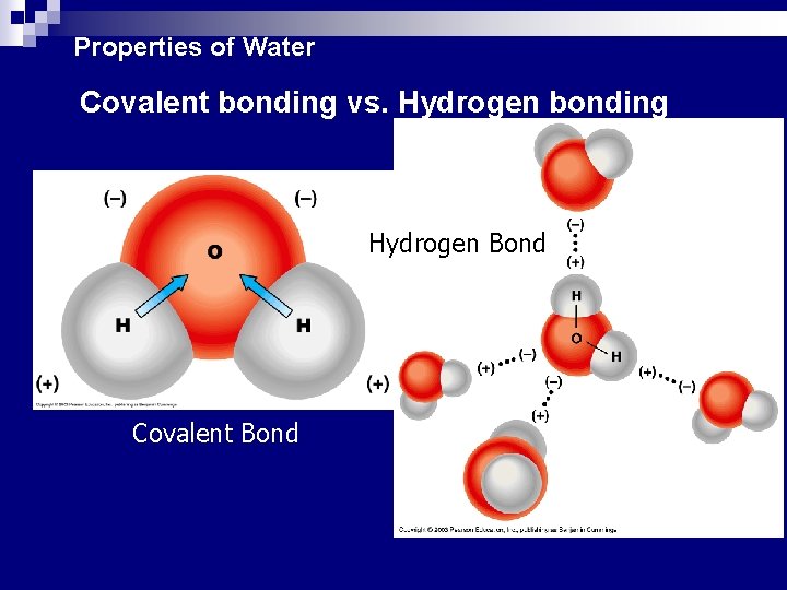 Properties of Water Covalent bonding vs. Hydrogen bonding Hydrogen Bond Covalent Bond 