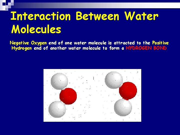 Interaction Between Water Molecules Negative Oxygen end of one water molecule is attracted to