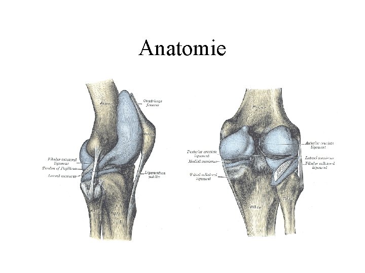 Anatomie 