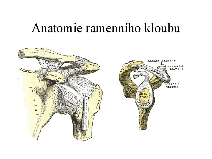 Anatomie ramenního kloubu 