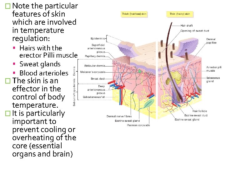 � Note the particular features of skin which are involved in temperature regulation: Hairs
