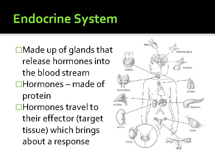 Endocrine System �Made up of glands that release hormones into the blood stream �Hormones