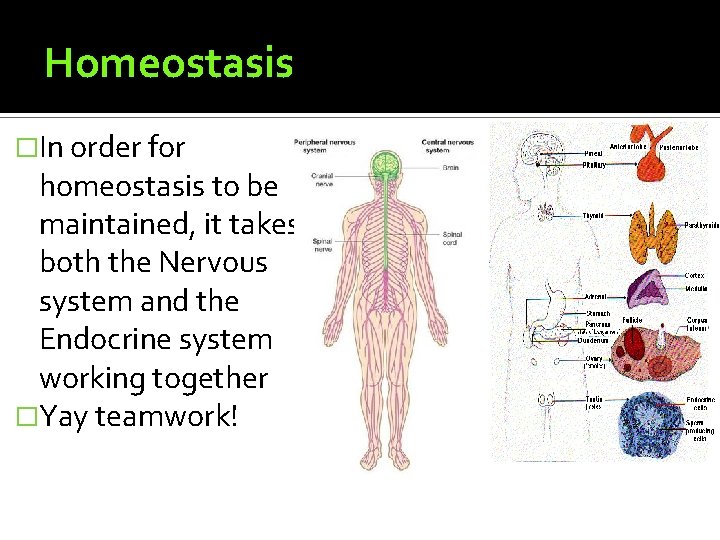 Homeostasis �In order for homeostasis to be maintained, it takes both the Nervous system