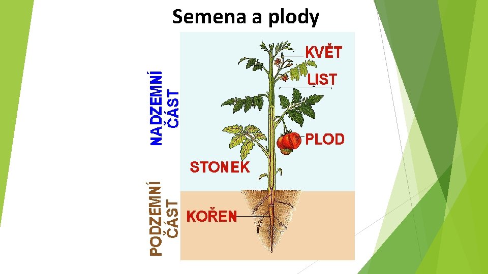 Semena a plody 