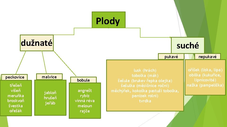 Plody dužnaté suché pukavé peckovice malvice třešeň višeň meruňka broskvoň švestka ořešák jabloň hrušeň