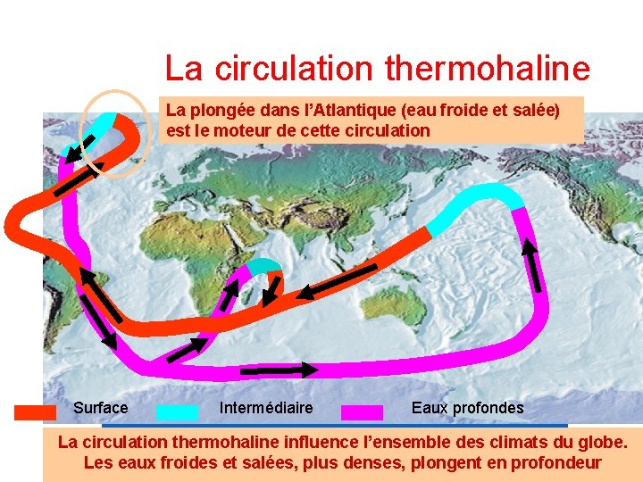 La circulation thermohaline La plongée dans l’Atlantique (eau froide et salée) est le moteur