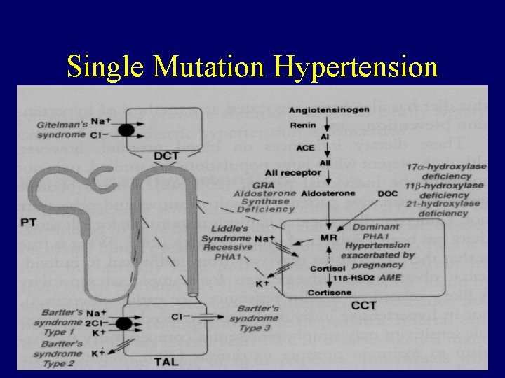 Single Mutation Hypertension 