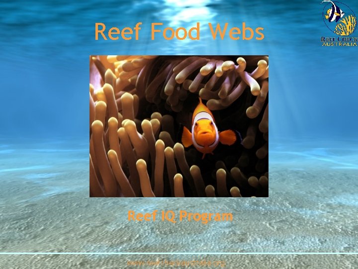 Reef Food Webs Reef IQ Program www. reefcheckaustralia. org 