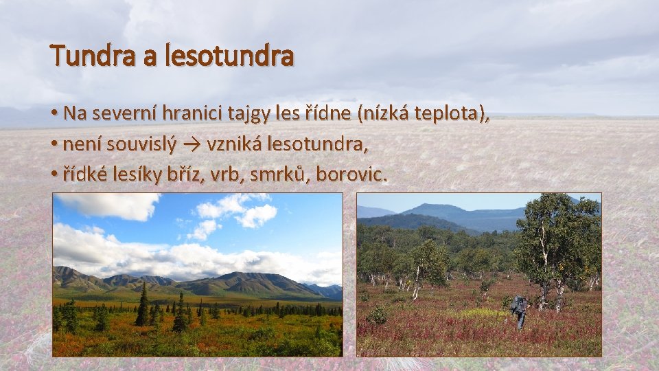 Tundra a lesotundra • Na severní hranici tajgy les řídne (nízká teplota), • není