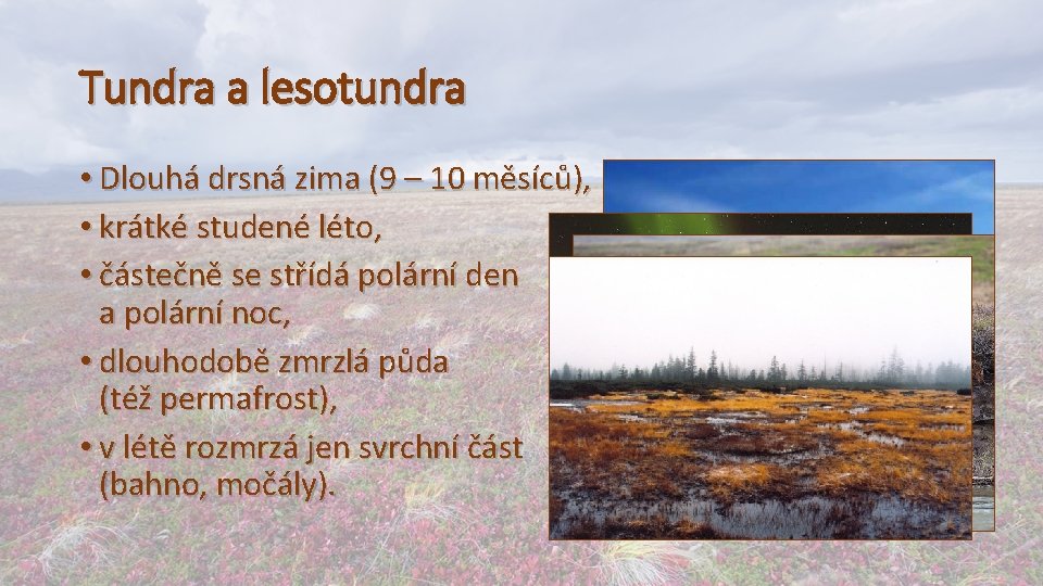 Tundra a lesotundra • Dlouhá drsná zima (9 – 10 měsíců), • krátké studené