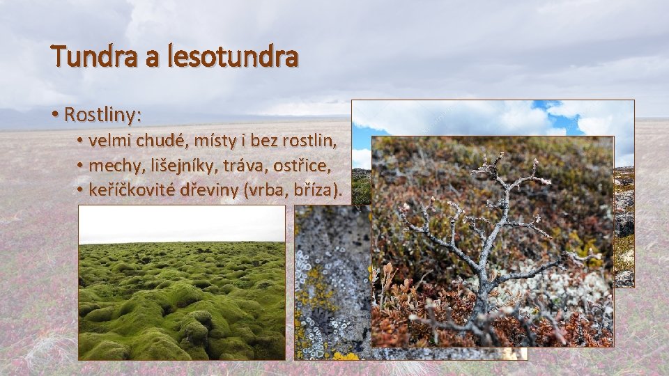 Tundra a lesotundra • Rostliny: • velmi chudé, místy i bez rostlin, • mechy,