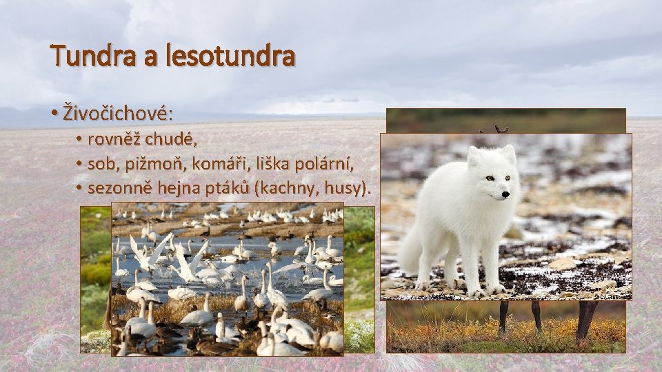 Tundra a lesotundra • Živočichové: • rovněž chudé, • sob, pižmoň, komáři, liška polární,