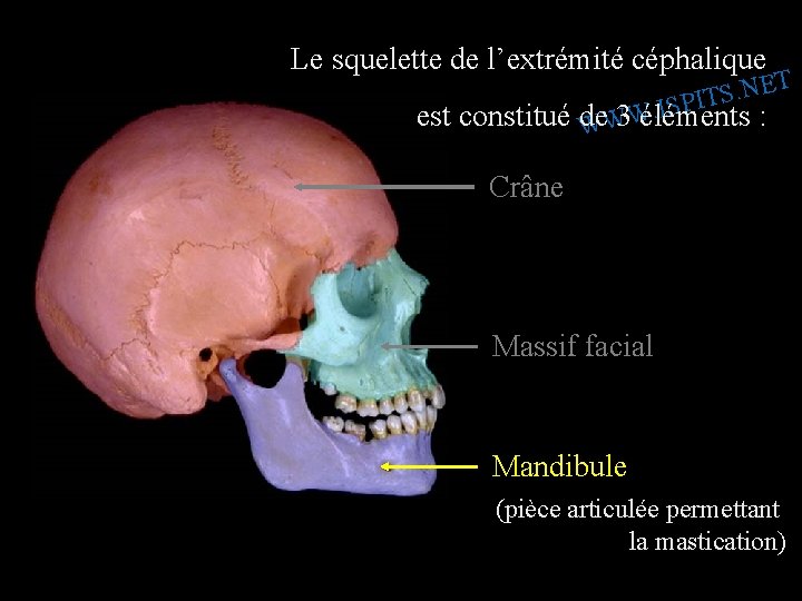 Le squelette de l’extrémité céphalique T E N. S IT P S I. W