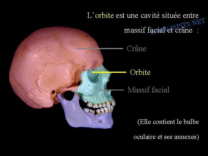 L’orbite est une cavité située entre T E N. S IT P S I.