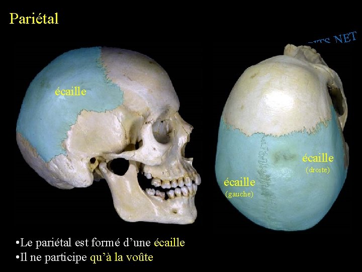 Pariétal T E N. S SPIT I. W W W écaille (droite) écaille (gauche)