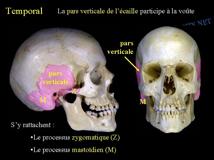 Temporal La pars verticale de l’écaille participe à la voûte T E N. S