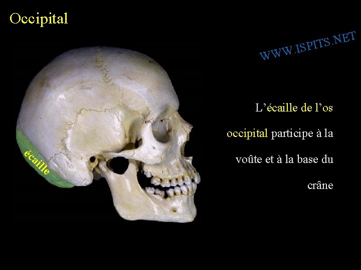 Occipital T E N. S SPIT I. W W W L’écaille de l’os occipital