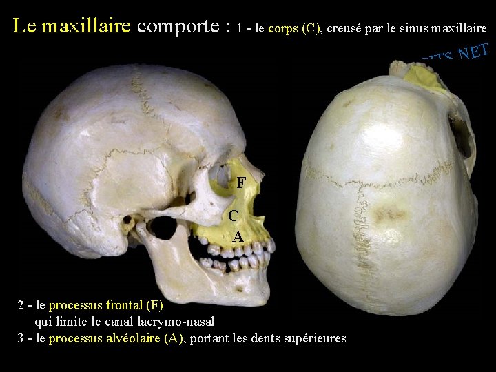 Le maxillaire comporte : 1 - le corps (C), creusé par le sinus maxillaire