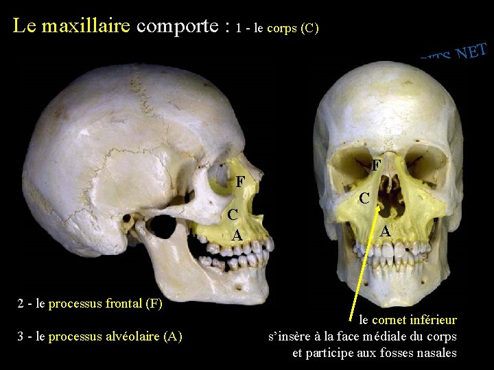 Le maxillaire comporte : 1 - le corps (C) T E N. S SPIT