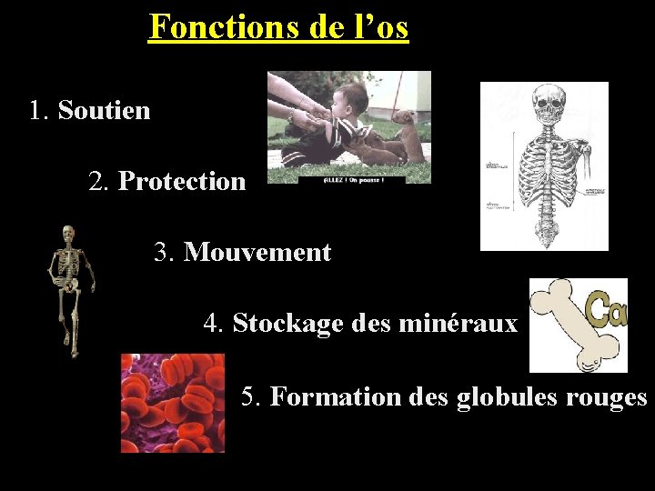 Fonctions de l’os 1. Soutien 2. Protection 3. Mouvement 4. Stockage des minéraux 5.