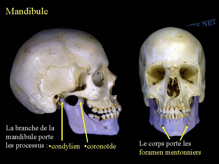 Mandibule T E N. S SPIT I. W W W La branche de la