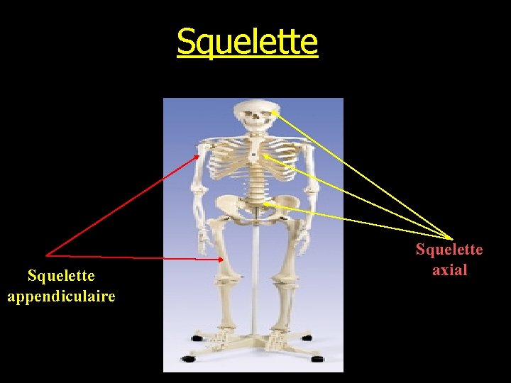 Squelette appendiculaire Squelette axial 