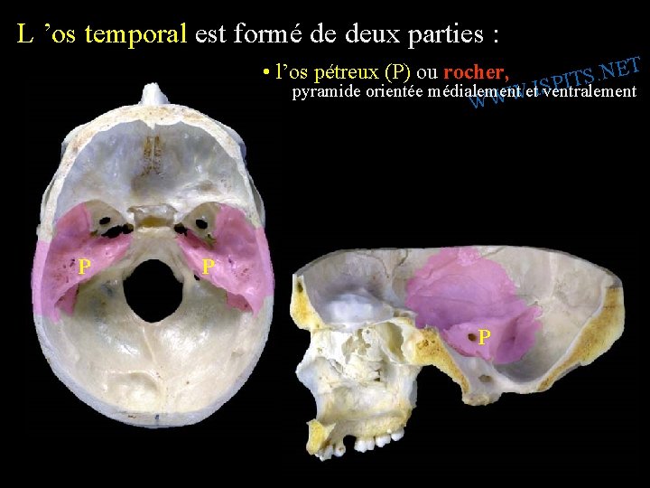 L ’os temporal est formé de deux parties : T E • l’os pétreux