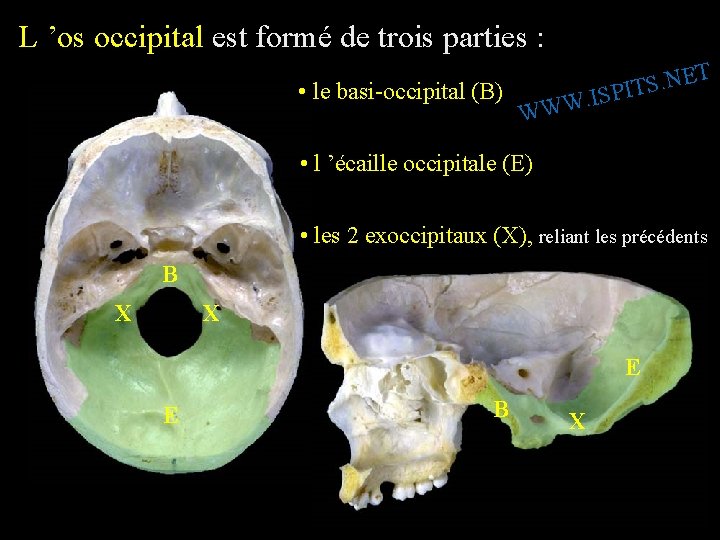 L ’os occipital est formé de trois parties : • le basi-occipital (B) T