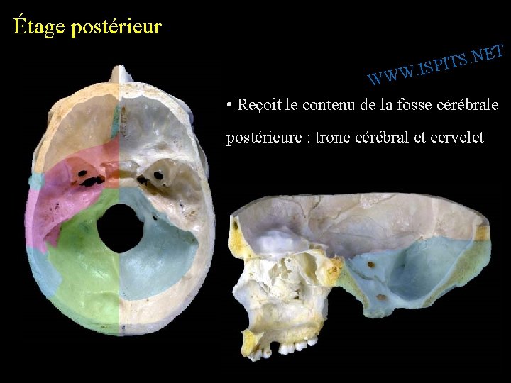 Étage postérieur T E N. S SPIT I. W W W • Reçoit le