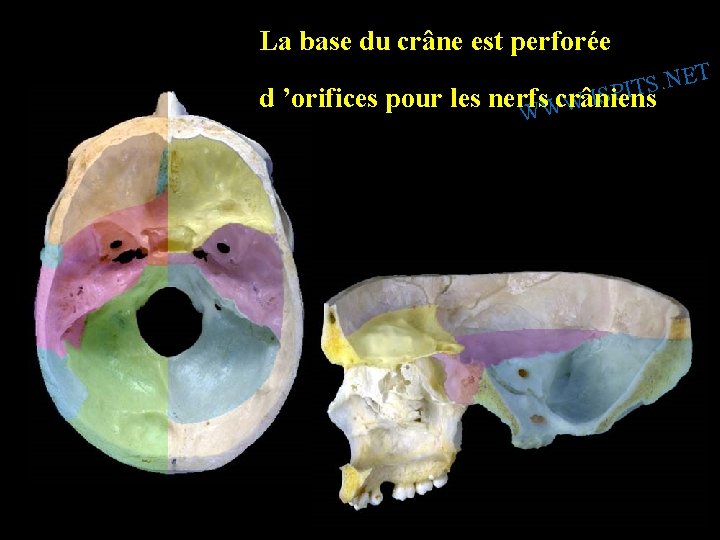 La base du crâne est perforée T E N. S d ’orifices pour les